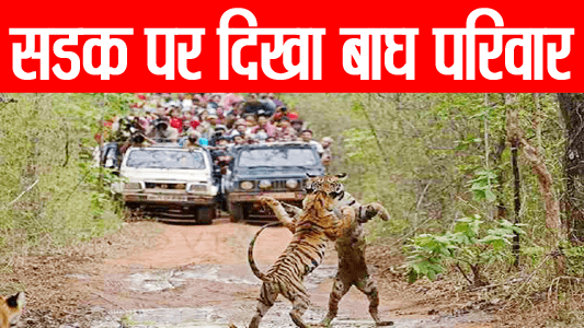 pench news