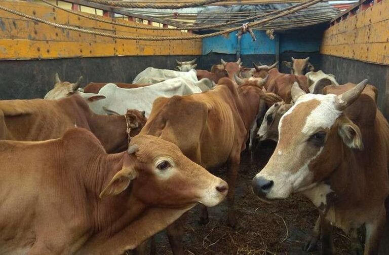 52 नग मवेशी जप्त किये ट्रक से