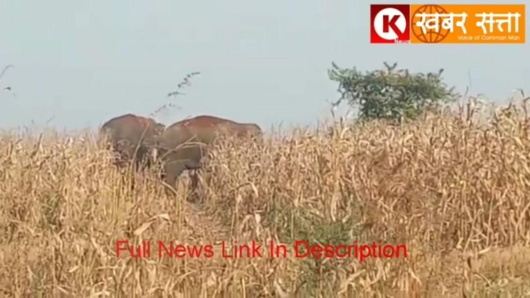 सिवनी : VIDEO देखे इस जंगली हाथी और अजगर की दहशत में है ग्रामीण