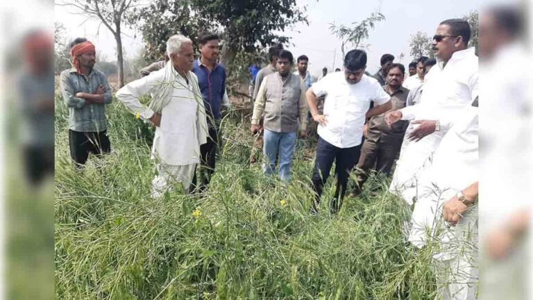 सिवनी /ओलावृष्टि से प्रभावित फसलों का वरिष्ठ अधिकारियों द्वारा किया गया निरीक्षण