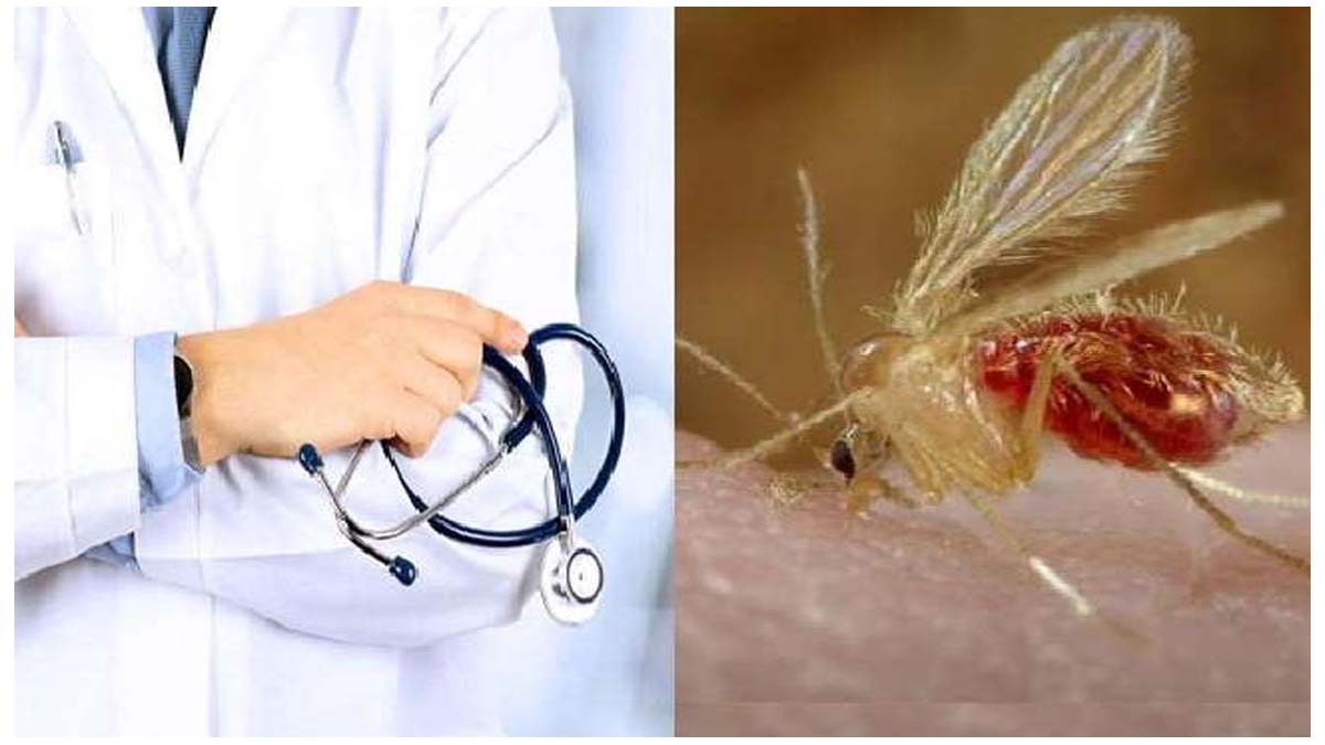 Do mosquito flies spread Corona Virus? Know the truth