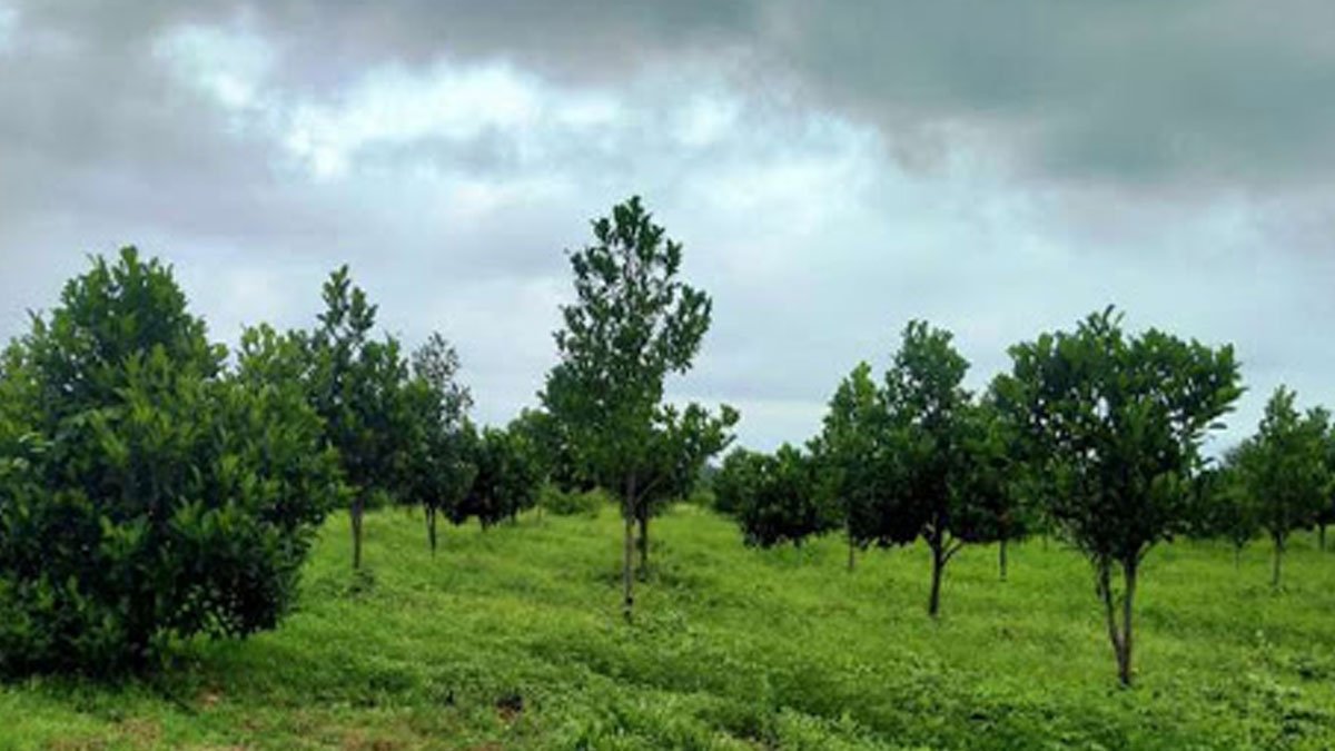 pathshala-ki-podhshala