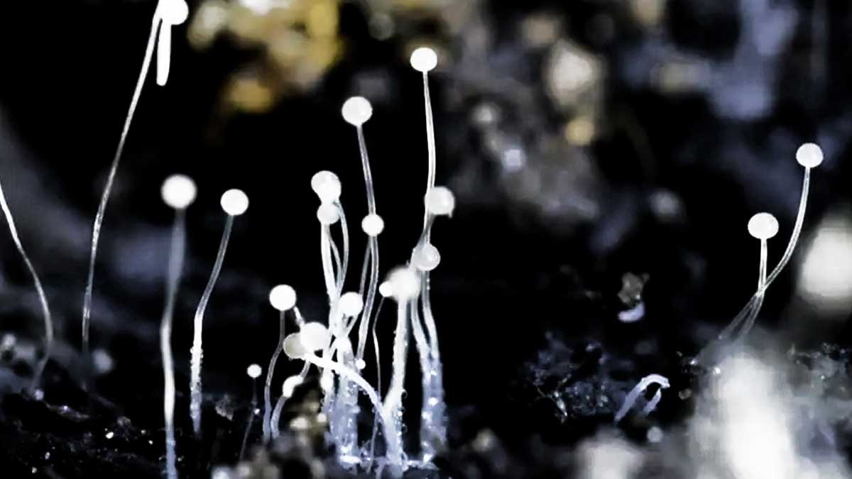 Aspergillosis Fungus