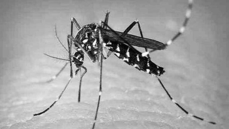 zika-virus