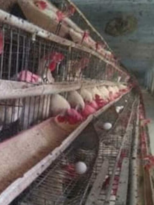DJ की आवाज से 63 मुर्गियों 🐓 की मौत! FIR दर्ज