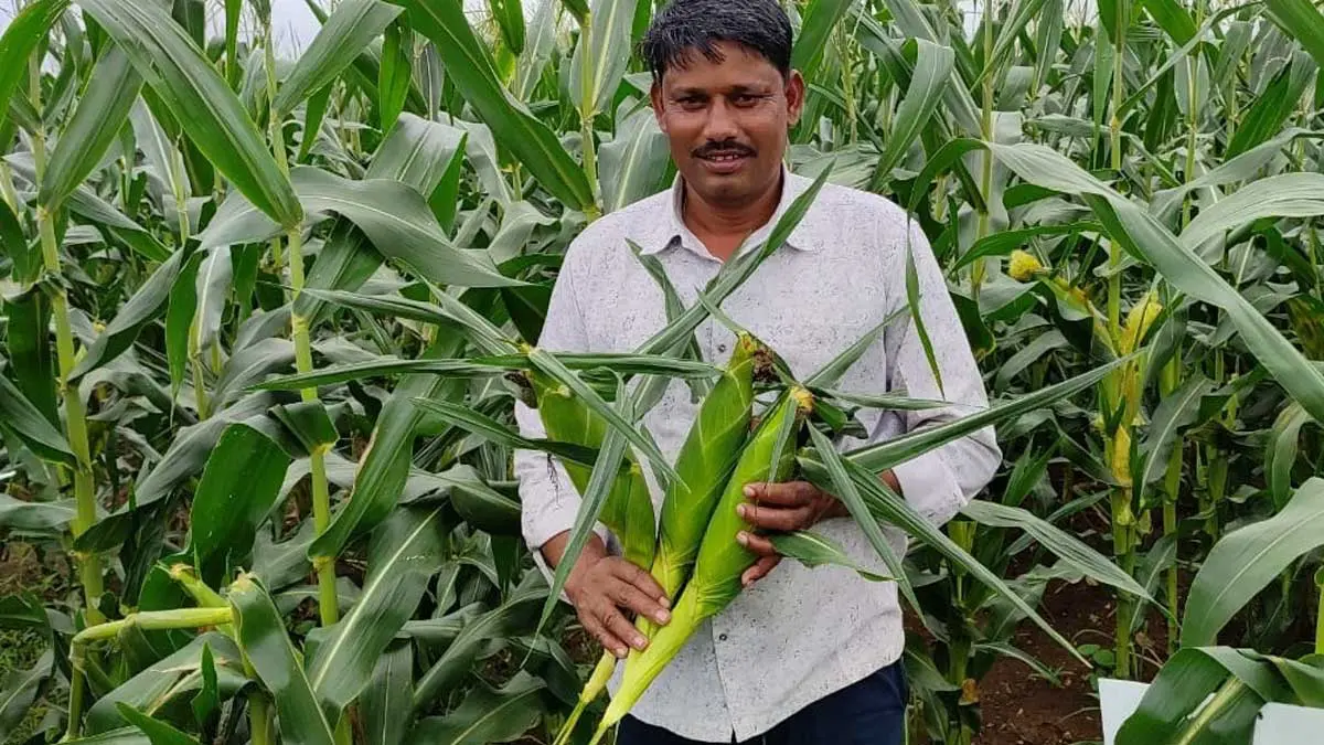 Chhindwara-Corn
