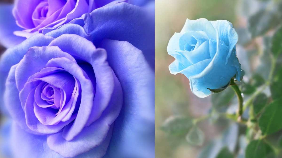 Rose Day Special Watsapp Status