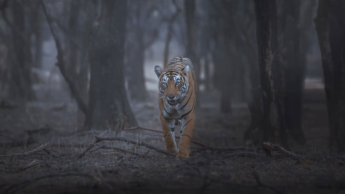 Pench-Night-Safari