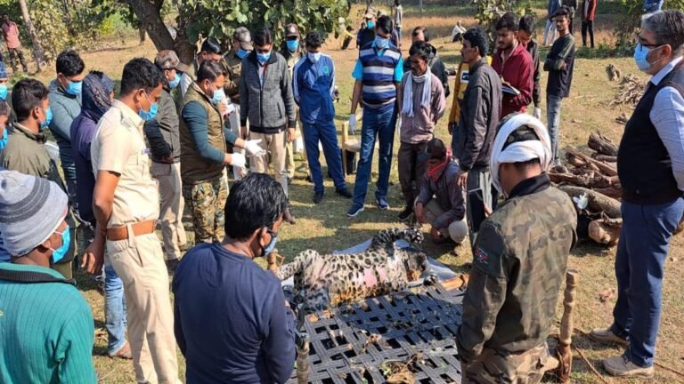 सिवनी : बिना जगत के कुएं में मिला तेंदुए का शव, जांच में जुटा विभागीय अमला