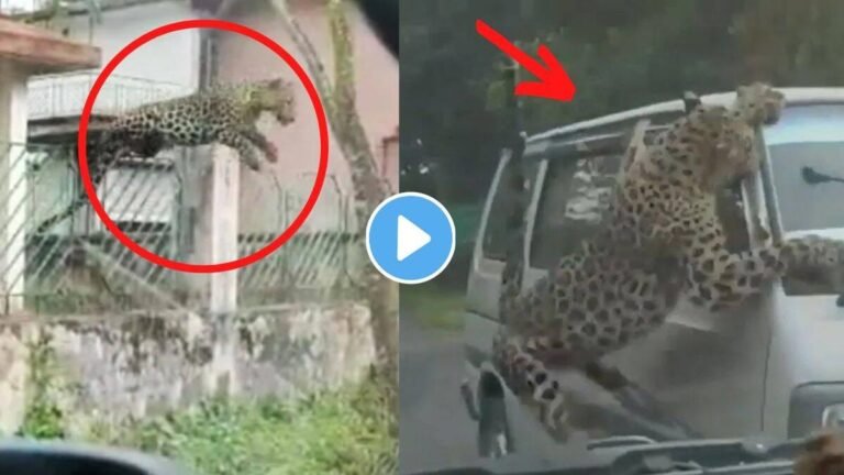 Leopard Attack Video: इमारत की बाड़ लांघकर तेंदुए ने कार पर किया हमला, 13 लोग घायल