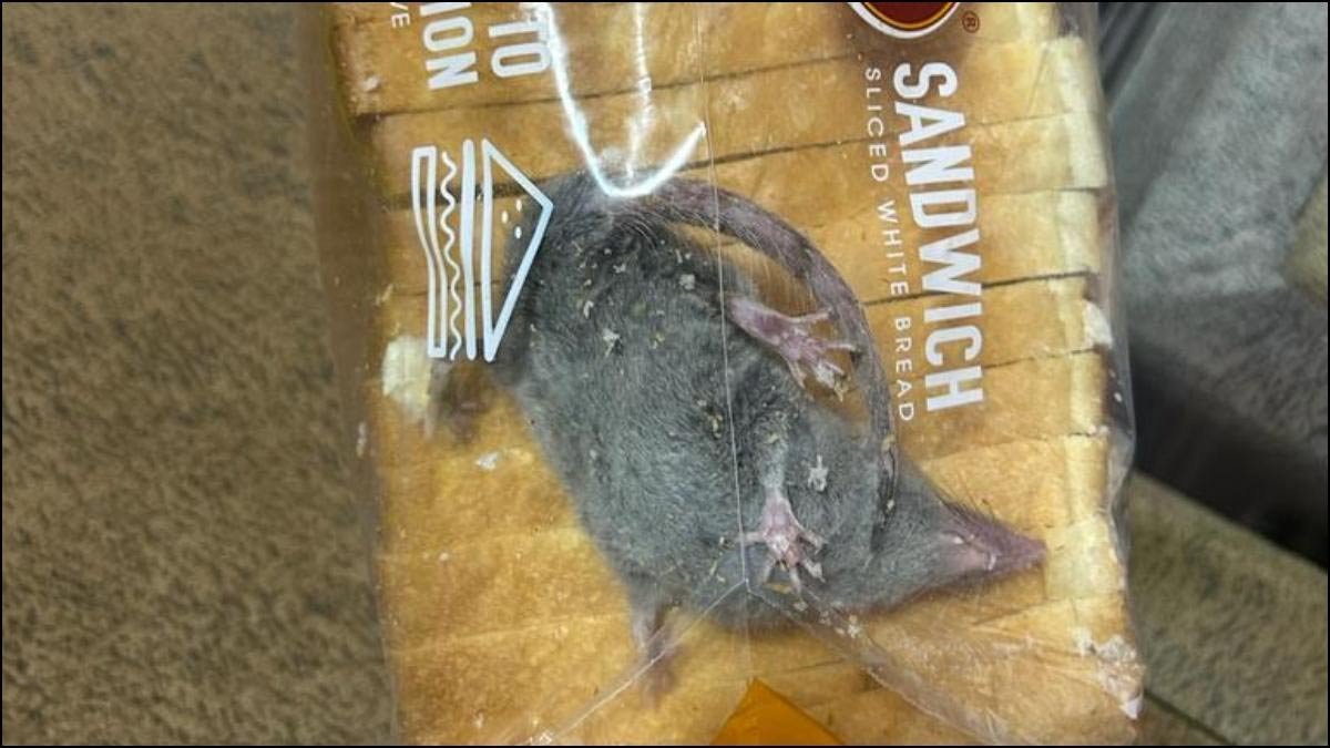 Rat In Bread Packet