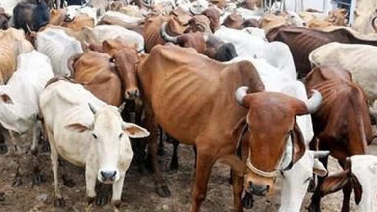 मुख्यमंत्री दुधारु पशु प्रदाय कार्यक्रम में गाय के साथ भैंस भी शामिल