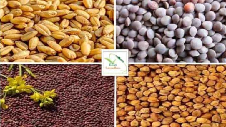 एमपी के किसानो के लिए जरूरी खबर: चना, मसूर, राई एवं सरसों का उपार्जन होगा 25 मार्च से