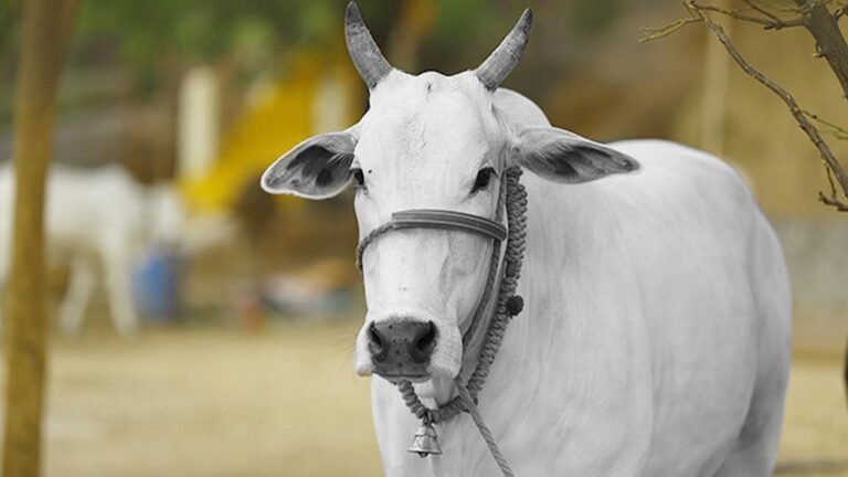 भारतीय पर्व-परम्पराओं का सबसे महत्वपूर्ण अंग है गौ-वंश