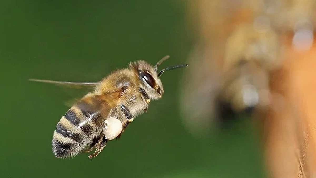 Burhanpur-Madhumakkshi-Hamla