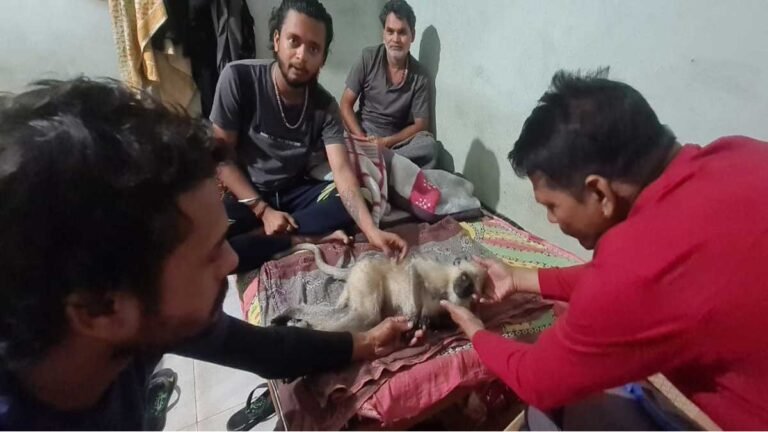 सिवनी: सड़क दुर्घटना में घायल हुआ बंदर, विजय यादव की टीम ने पेश की मानवता की मिसाल; इलाज जारी