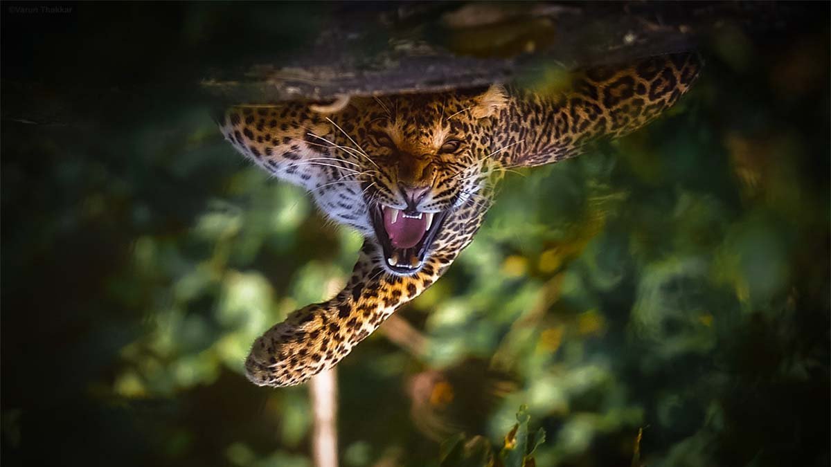 Pench-National-Park-Tendua