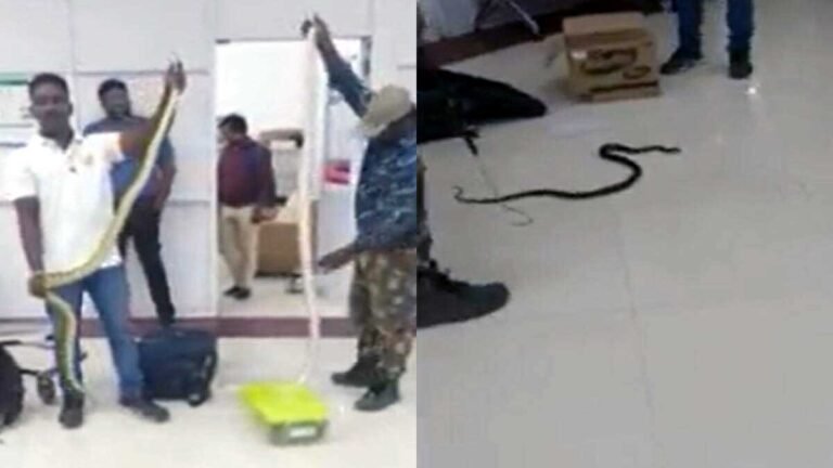 चौंका देने वाला: महिला यात्री के बैग में मिले 22 अजब गजब सांप और 1 गिरगिट, चेन्नई एयरपोर्ट पर हुआ हादसा; VIDEO वायरल
