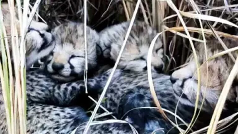 कूनो पार्क में बढ़ रही चीतों की आबादी, साइट बी की तलाश शुरू