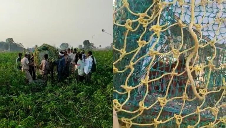 सिवनी: तलाब के पास घूम रहा था बाघ शावक, रेस्क्यू के लिए पहुंचा दल; दहशत में… देखें VIDEO