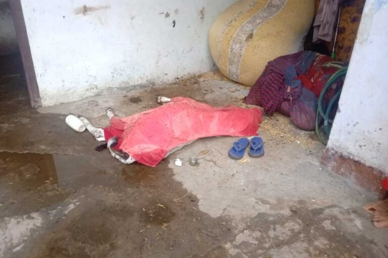 MP के सिवनी में लंपी वायरस की दस्तक, बछड़े की मौत, कई जानवरों में दिखाई दे रहे लक्षण