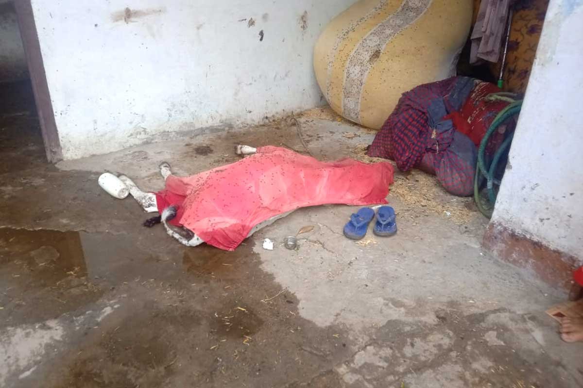 Lumpy Virus In Seoni