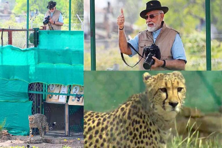 एमपी प्रोजेक्ट चीता: चीता प्रोटेक्शन फोर्स और  चीतों की सुरक्षा, संरक्षण, संवर्धन लिए केंद्र सरकार का मिलेगा हर संभव सहयोग