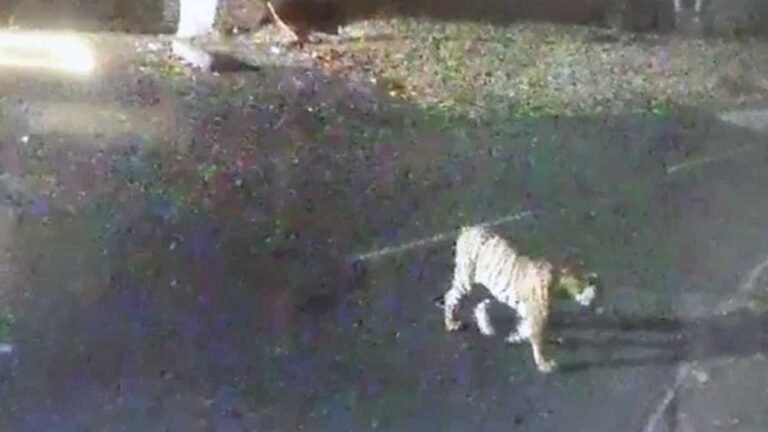 INDORE: महू के आर्मी वार कॉलेज कैंपस में दिखा टाइगर, क्विक रिस्पांस टीम ने ड्रोन से तलाशी शुरू की