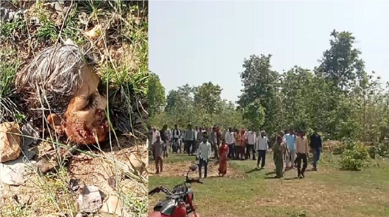सिवनी: शेर के हमले से महिला की मौत, सिर धड से किया अलग; कमजोर दिल वाले फोटो वीडियो ना देखें
