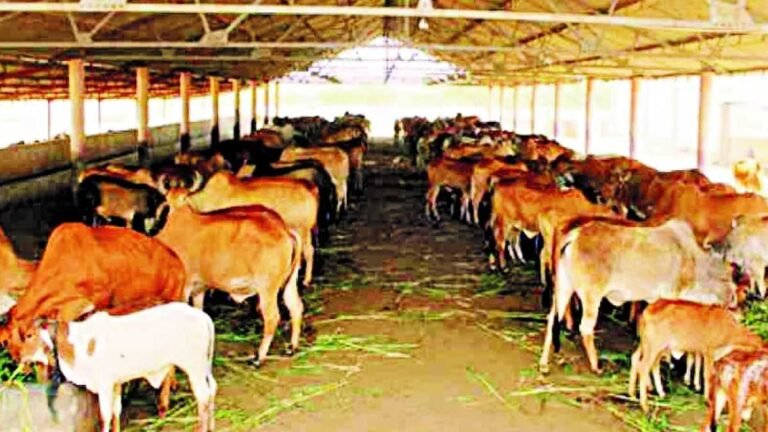 मध्यप्रदेश की 1170 सर्वसुविधायुक्त गोशालाओं में पल रहा 1 लाख 3 हजार गोवंश – MP NEWS