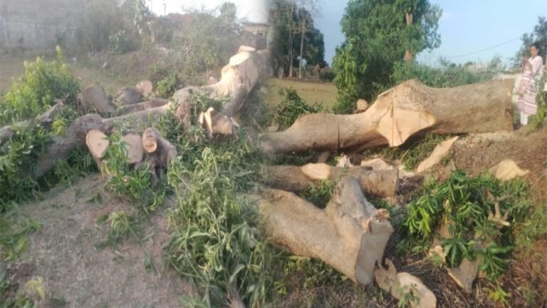 सिवनी: पटवारी नीलम शर्मा ने समय पर पहुंचकर बचाई फलदार वृक्षों की जान, 1 वृक्ष मौत