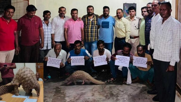 सिवनी: उड़नदस्ता दल वन व्रत सिवनी को पैंगोलिन तस्करी के मामले में बड़ी सफलता, 5 गिरफ्तार