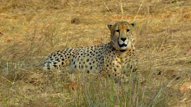 Cheetah Project: चीता प्रोजेक्ट को एक और बड़ा झटका, MP के कूनो नेशनल पार्क में नौवें चीते की मौत