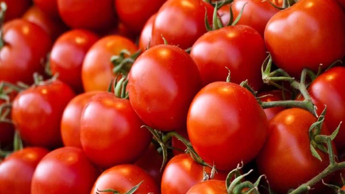 TOMATO