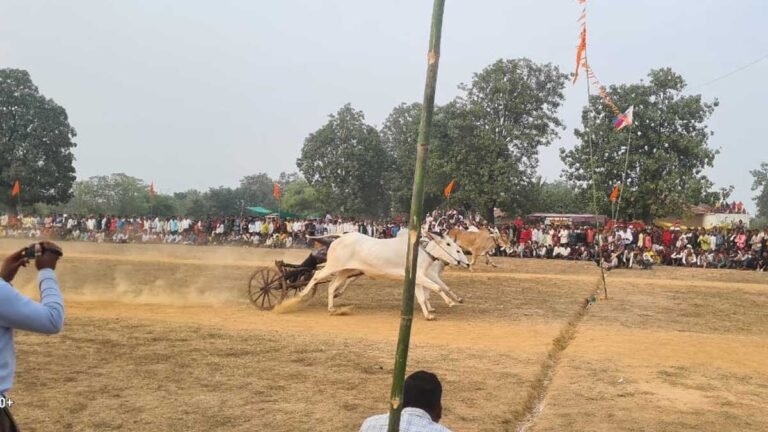 सिवनी: बरघाट में अपार दर्शकों के बीच बैल जोड़ी पट प्रतियोगिता सम्पन्न