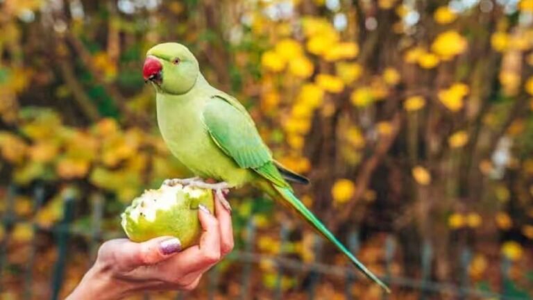 क्या आप जानते है? तोते इंसानों की आवाजें कैसे निकालते हैं? उनकी गर्दन में क्या है खास? जानिए…