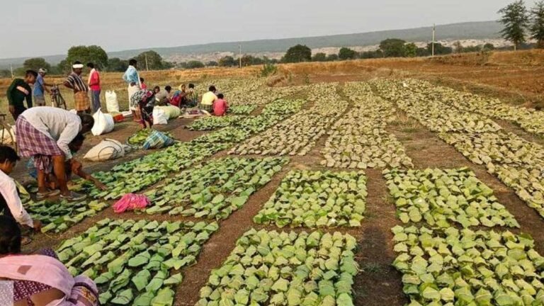 MP में तेन्दूपत्ता संग्रहण दर हुई 4 हजार रूपये प्रति बोरा, मिल रहा बड़ा फायदा