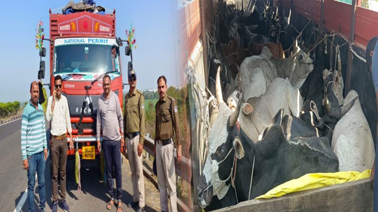 सिवनी: कोतवाली पुलिस का गौवंश तस्करो पर प्रहार, 43 मवेशी मुक्त; दो आरोपी गिरफ्तार