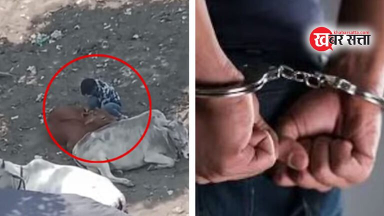 गाय से बलात्कार: MP के भोपाल में गाय के साथ घिनोना कृत्य करने वाला छोटू मालवीय गिरफ्तार