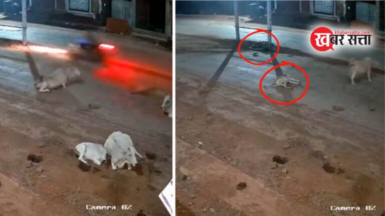 MP के सागर में तेज रफ्तार बाइक सवार और गाय की टक्कर: दोनों की मौत; ये वीडियो आपको विचलित कर सकता है