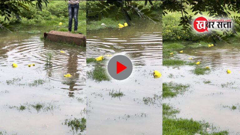 सिवनी में देखे गए अद्भुत पीले मेंढक जिन्हें भारतीय बुलफ्रॉग के नाम से जाना जाता है