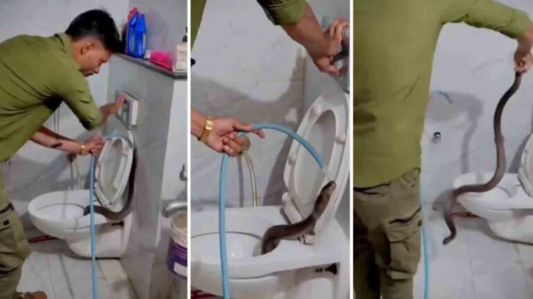 बारिश के मौसम में थोडा संभलकर: इंदौर के गांधीनगर में टॉयलेट सीट से निकले तीन कोबरा