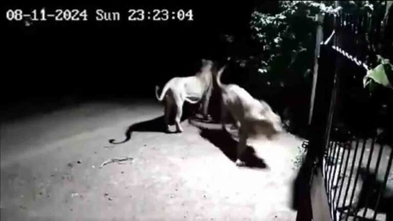 क्या शेर बनेगा रे तू: Lions Vs Dogs सीसीटीवी में कैद हुआ 2 शेरों और कुत्तों के बीच की जंग का वीडियो