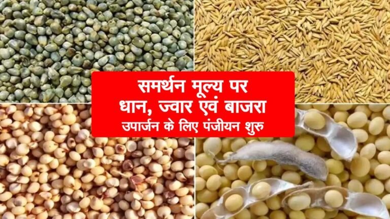 MP में 19 सितम्बर से प्रारंभ हुआ समर्थन मूल्य पर धान, ज्वार एवं बाजरा उपार्जन का पंजीयन