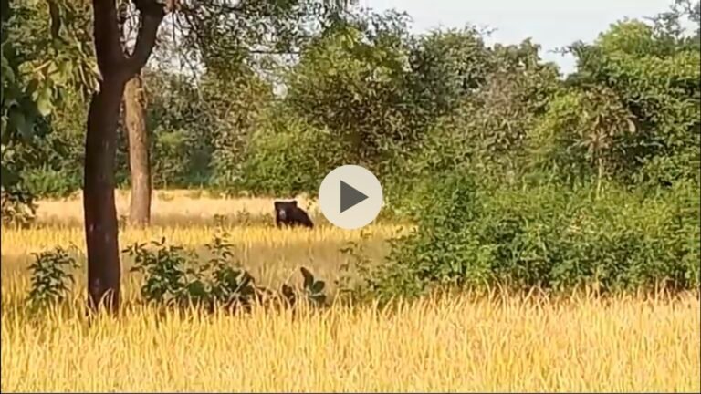 सिवनी: बरघाट में भालू की आवक से दहशत का माहौल