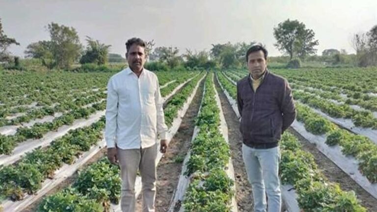 MP के धार में Strawberry की फसल: किसानों की आर्थिक स्थिति ही रही मजबूत