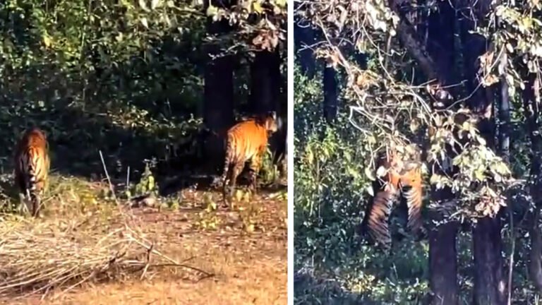 कान्हा टाइगर रिजर्व: T159 और T147 बाघ की रोमांचक लड़ाई ने पर्यटकों का दिल जीता, VIDEO VIRAL