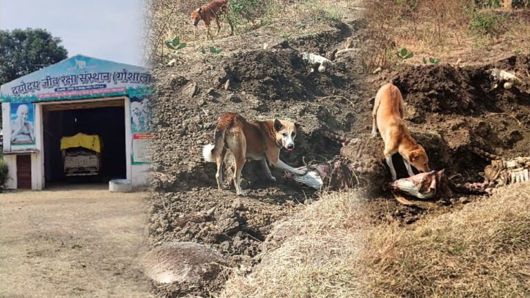 सिवनी में गौशाला है या कत्लखाना: गौमाता के अंतिम संस्कार के बाद, आवारा कुत्तों के लिए बनाया जा रहा निवाला! WATCH VIDEO