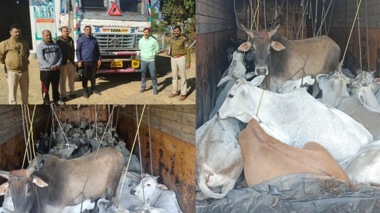 सिवनी: कत्ल खानें ले जा रहे 42 गौ-वंश को कराया गया मुक्त, सिवनी पुलिस का गौ-वंश तस्करों पर प्रहार…