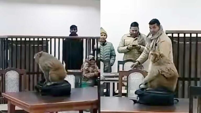 ज्ञानवापी मामले की सुनवाई के दौरान कोर्ट रूम में बंदर घुसा: हिंदू पक्ष बोला- ‘खुद बजरंगबली को भेजा’